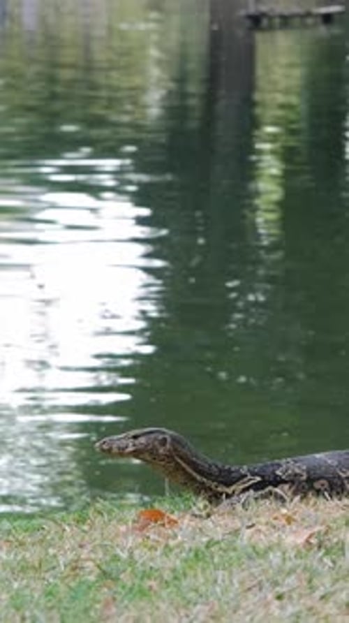 Grand lézard se reposant près du lac