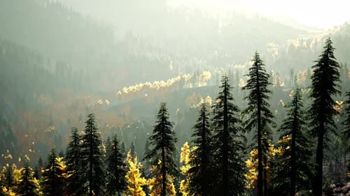 A Dense Forest with Towering Trees