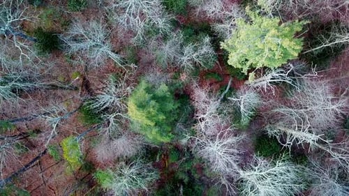 Aerial Tiltup lost in the woods and forest, aerial search, scanning for a lost person