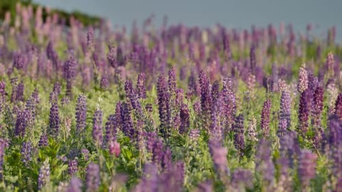 Thousands of Lupines in the Field Prince Edward Island Canada