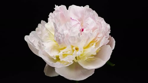White Pink Peony Blooming in Time Lapse on a Black Background. Tender Flower Moving Petals Close Up