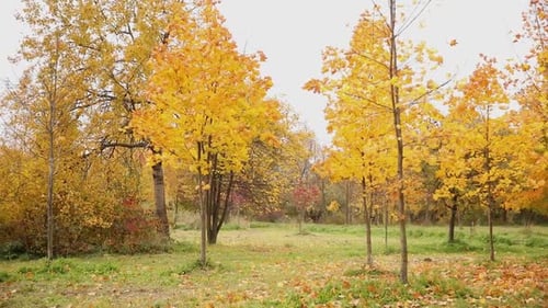 Natural Autumn Fall View of Trees with Yellow Orange Leaf in Garden Forest or Park