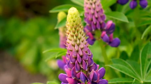 Lupine Blooms in the Garden