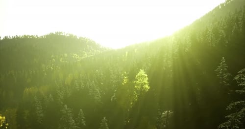 Morning Sunlight Reaches the Mountain Forest Creating a Serene Atmosphere