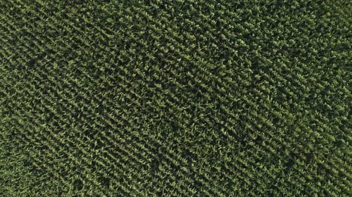 Aerial view of a vast green corn field with young plants in straight rows
