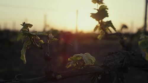 Young green grapevine branches on an orange sunset sky in a vineyard farmland