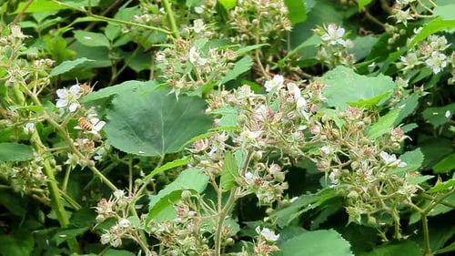 Honey bee ( Apis mellifera ) on a white blooming blackberry plant