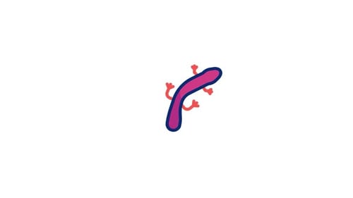 Icône animée Pachytriton