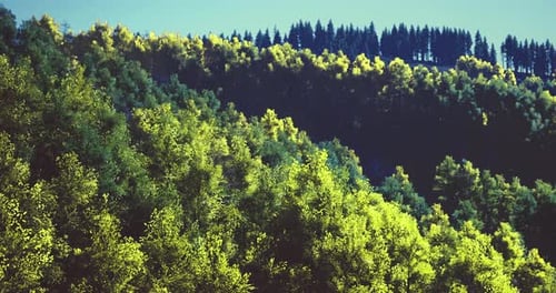 Lush Green Forest Landscape During Bright Daylight Near Mountain Range