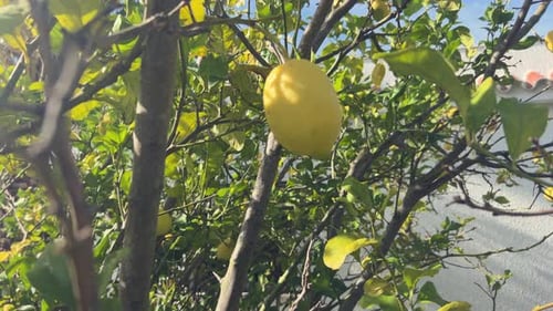Garden with tree, video capture of lemon fruits hanging from outdoor tree branches with a Mediterran