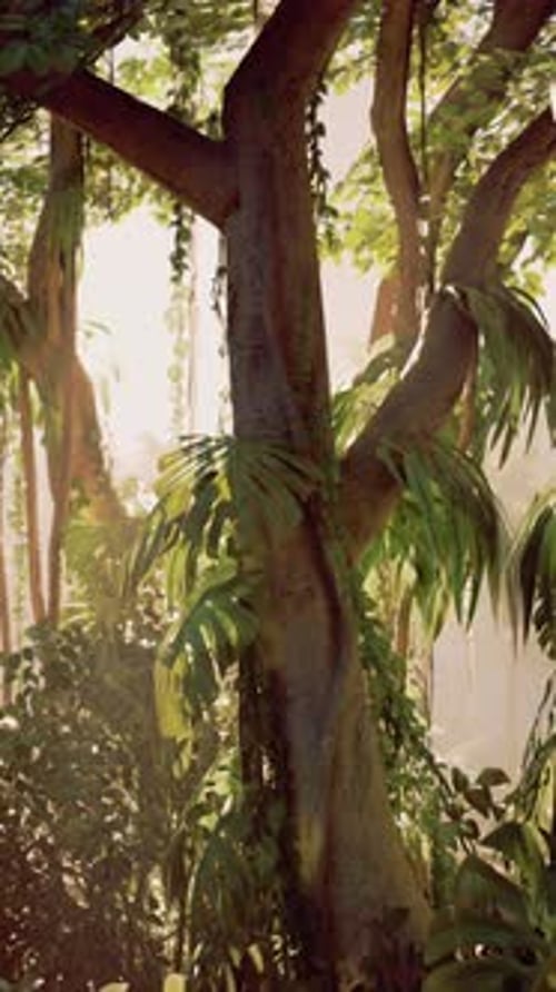 Large Tree With Abundant Green Leaves