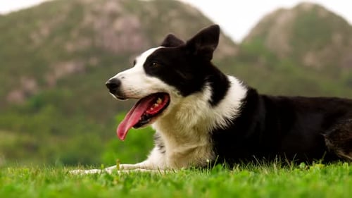Border Collie Dog Resting on Green Meadow