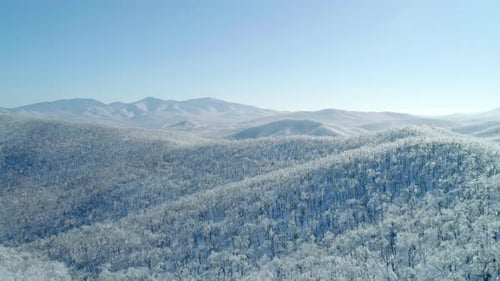 Aerial View of a Frozen Forest with Snow Covered Trees at Winter Flight Above Winter Forest Aerial