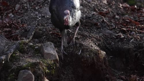 wilder Truthahn springt herbstliches Waldufer hinunter, Slomo, Dreck fällt