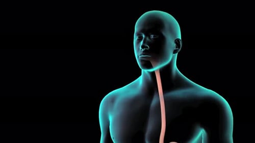 3D Animation of Food Digestion in Esophagus and Stomach