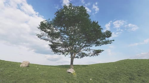 A Tree In The Field