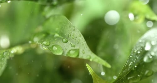 Gros plan de gouttes de pluie au ralenti. La pluie coule sur les feuilles vertes de la plante
.
