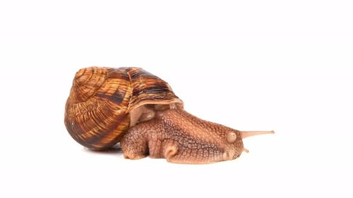 A large brown and tan snail is laying on a white background