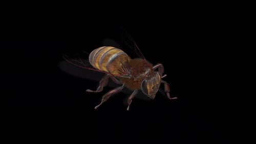 Honeybee Walking