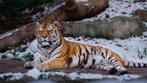 Männlicher Sibirischer Tiger oder Amurtiger entspannen sich im Winter auf schneebedecktem Boden
