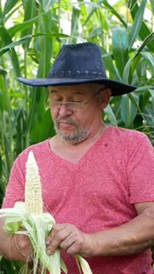 Adult Peeling Corn in Green Cornfield