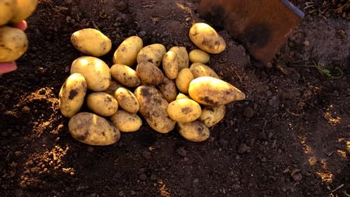 Potato Harvest in the Garden Selective Focus