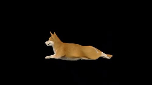 Cute Animated Corgi Dog Lying Still with Alpha Channel
