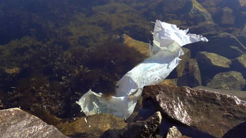 Old plastic bag stuck in kelp near rocky coastline of Norway fjord. Close up.