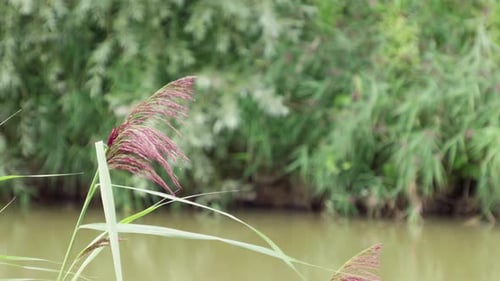 Sommerliche Videoszene mit Pflanzen, Gras, Bäumen und Wasserschilf, die sanft im Wind wehen. Entlang eines r