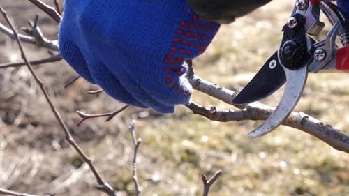 78p. Garden care. Pruning of fruit trees. The profession of a gardener.