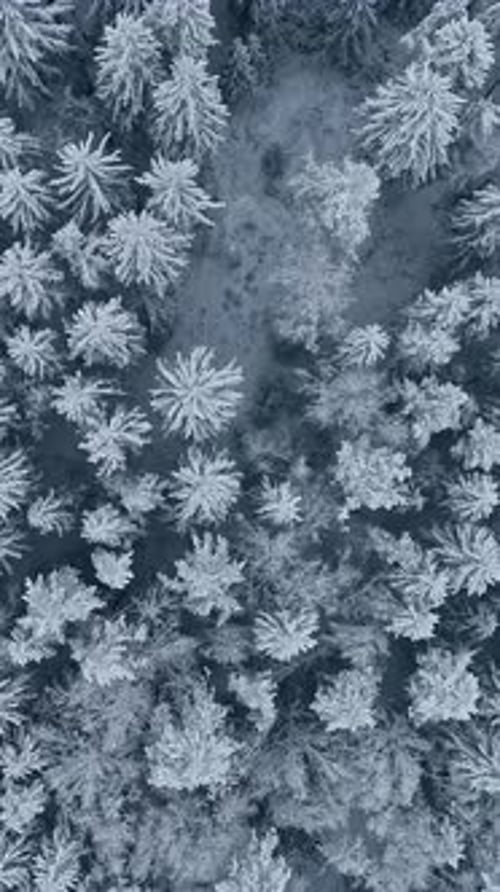 Beautiful aerial vertical drone video of a snow-covered pine forest in winter, seen from above with