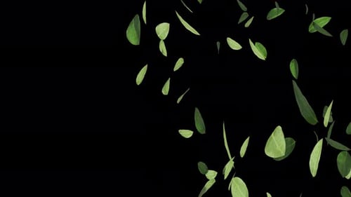 Floating Leaves 01 4k