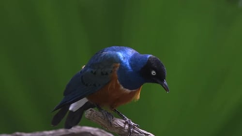 Close up portrait of superb starling perch on tree branch