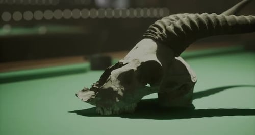 Skull with Horn on Green Surface in Dimly Lit Room