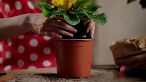 Woman Plants Yellow Flowers in Pot Indoors