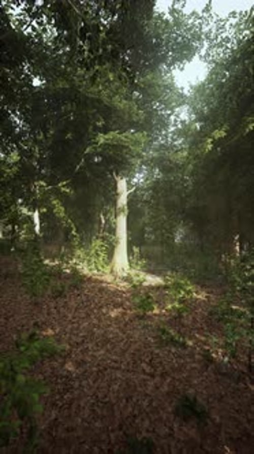 Sunlight Filters Through Trees in a Serene Forest Landscape During Morning