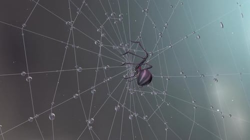 Spider on Web