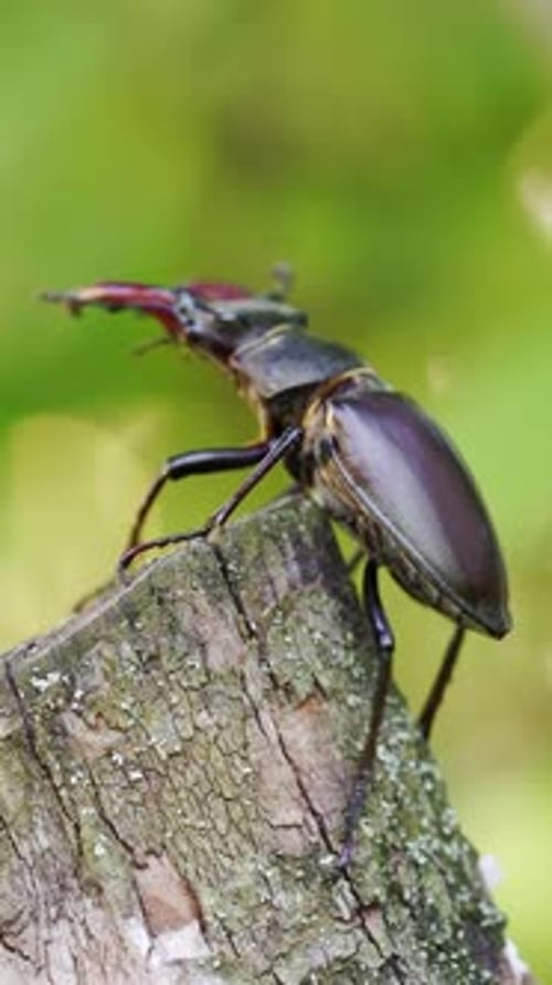 The Siamese rhinoceros beetle on branch with blurred nature background.