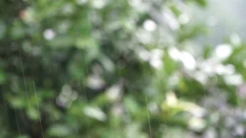 Rain drop with blur green trees background