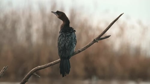 Ein Kormoran sitzt anmutig auf einem trockenen Ast und blickt in die Ferne. Der verschwommene Hintergrund
von