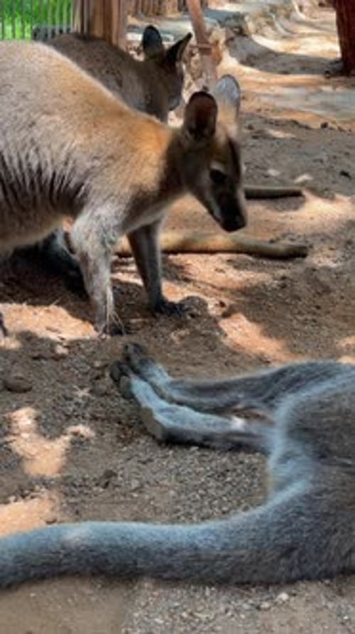 Kangourou se reposant et se toilettant sur un sol sec et aride