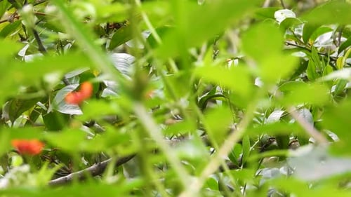 Small bird hiding behind tree branches with green leaves, searching for food