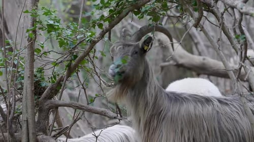 Goat Forest