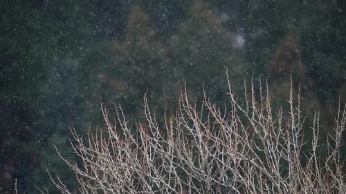Snow falling over treetop in the forest during snow storm in Utah