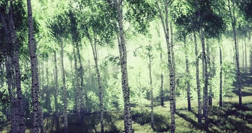 Lush Green Forest Awakening Under the Soft Morning Light in Early Spring