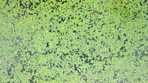 UHD top down zoom out of Lily pads on a lake in Ontario Canada