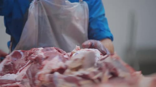 A Butcher at a Meat Factory Cuts a Piece of Pork and Separates the Meat
