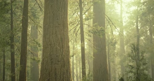 Sunlight Filters Through Tall Trees in a Serene Afternoon Forest