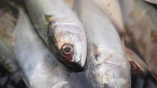 Close up of fresh fish in container with water. Static, high angle