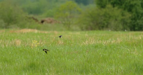 Flock Of Barn Swallows Gracefully Soars Over Green Meadow Barn Swallow Or Hirundo Rustica Also